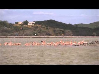 Jan Thiel Salt Flats Flamingos
