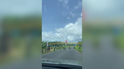 ‘That’s bananas’: Unique ‘banana train’ holds up traffic in Costa Rica