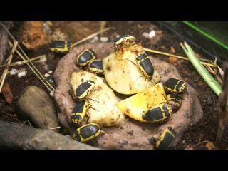 Insectarium Montreal