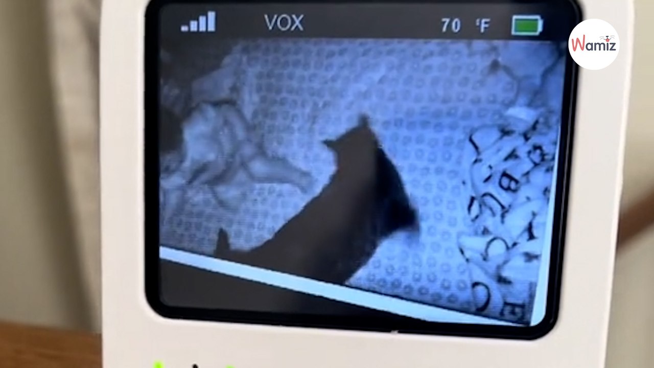 Un chat va être euthanasié : elle lui présente quelqu'un qui va changer sa vie in extremis (vidéo)