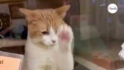 Ce chat n'en peut plus d'attendre d'être adopté, alors il prend les choses en main