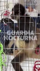 #Preliminar Un mono araña fue localizado al interior de un domicilio ubicado en la colonia Lomas del Paraíso, agredió a los moradores #GuardiaNocturna