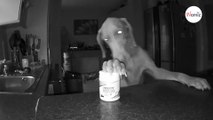 Un couple découvre ce que fait son chien la nuit et est sous le choc des images de la caméra