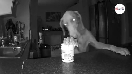 Un couple découvre ce que fait son chien la nuit et est sous le choc des images de la caméra
