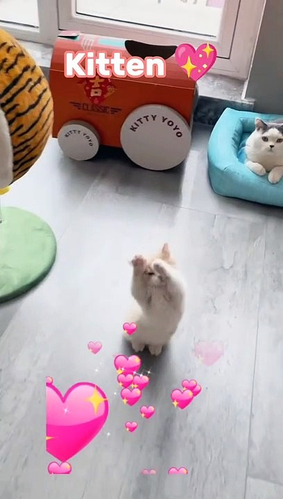 Kitten Dansa