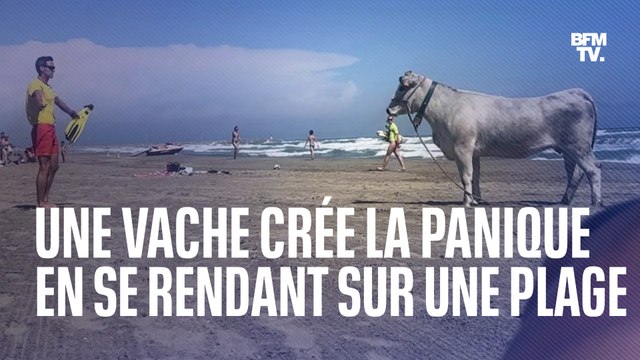 Une vache sème la pagaille sur une plage de Canet-en-Roussillon