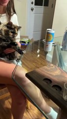 Ring Toss Kitty Wins The Game