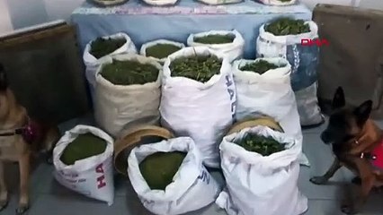 Elazığ ve Diyarbakır'da Uyuşturucu Operasyonu: 241 Kilo Esrar ve 1230 Kök Hint Keneviri Ele Geçirildi