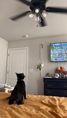Black Cat Mimics Spinning Ceiling Fan