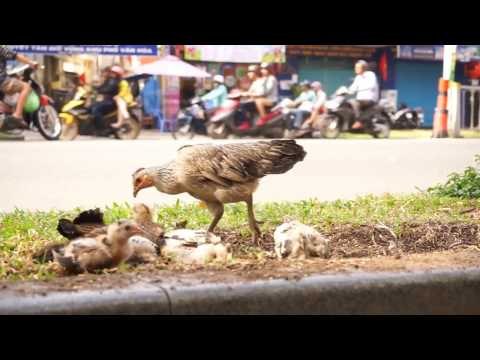 Ho Chi Minh City Sidewalk Chicks - Inner City Farming