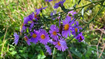 Pembe kıyafetli kadınlar 2 bin 800 rakımlı yaylada bal hasadına başladı