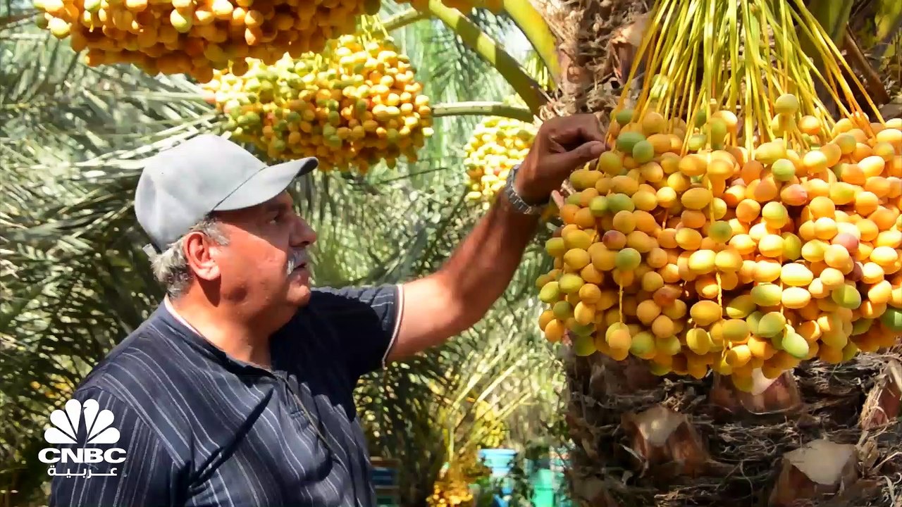 كيف يسعى العراقيون لإعادة إحياء زراعة أشجار النخيل بعد تراجعها بسبب الحروب والإهمال؟