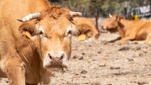 Un Hombre Fue Atacado Por Un Rebaño De Vacas Y Un Toro En Una Playa Escocesa