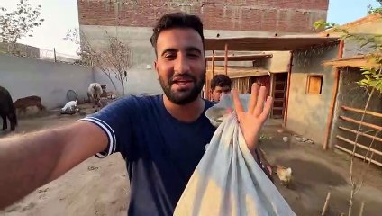 Lion Ny aj Hmla Kr diaPta nh kia Hogea hai Esy