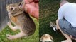 Heartwarming Bunny Rescue Compilation | Amazing Rabbit Rescues 