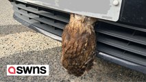 Owl survives after getting its head stuck in front grill of a car