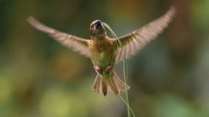 'A Glimpse of Nature's Architect' - Stellar look at 'Baya Weaver' flexing its nest-building behavior