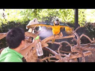 Parrot Shower At The Pet Me Cafe In Saigon