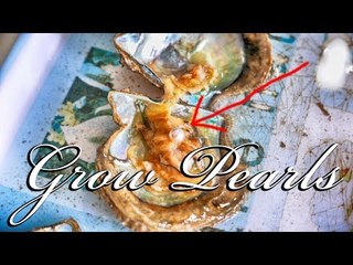 Ha Long Bay Pearl Farm - Oyster Surprise