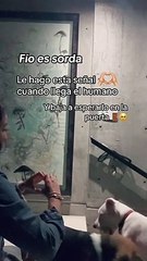 Perrita sorda aprende seña especial para dar la bienvenida a su dueño