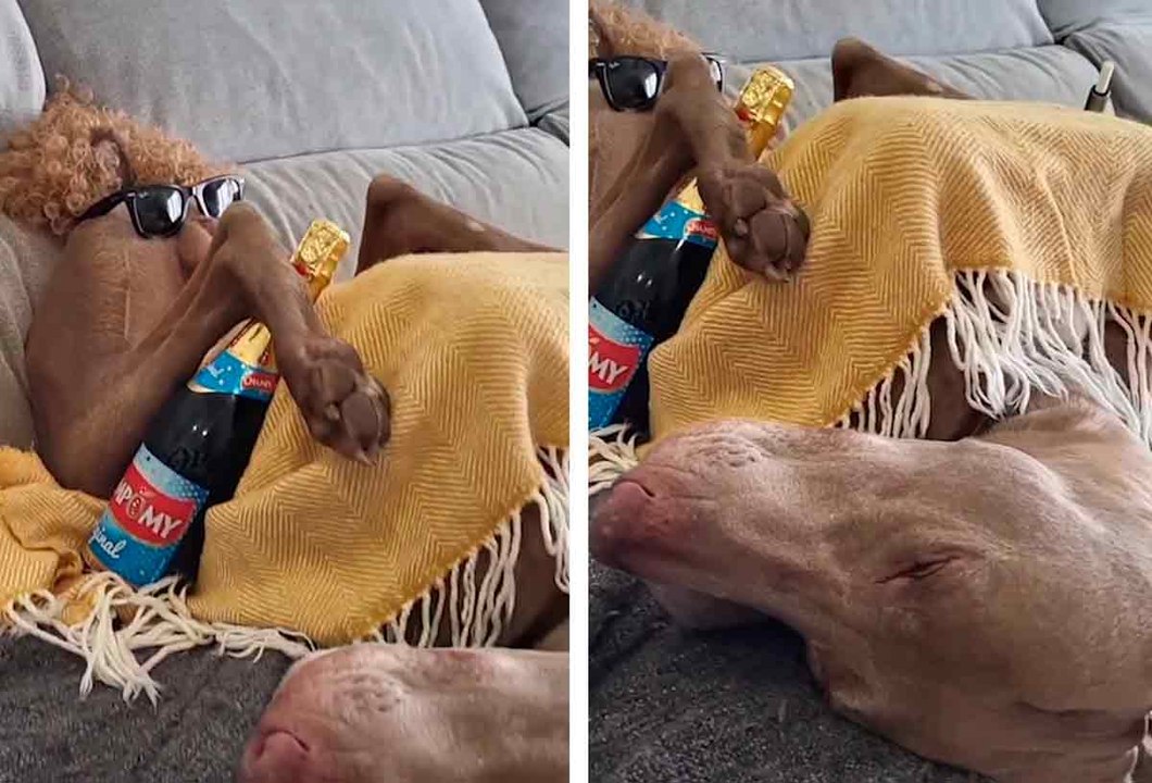 Besitzer nutzt unkontrollierbaren Schlaf seines Hundes, um ihn zu ärgern