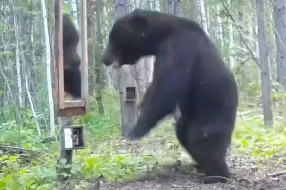 Bär dreht durch, als er sein eigenes Spiegelbild sieht; schau dir das Video an