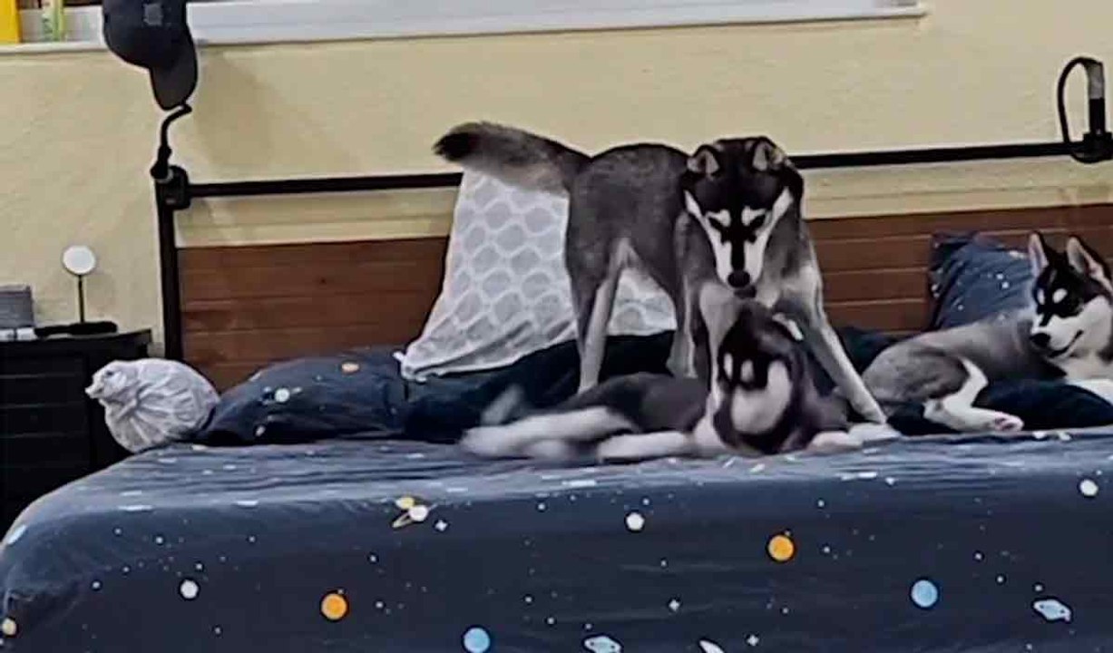 Hilfreiches Video: In einer Husky-Familie ist es schwer zu sagen, wer der Erwachsene ist