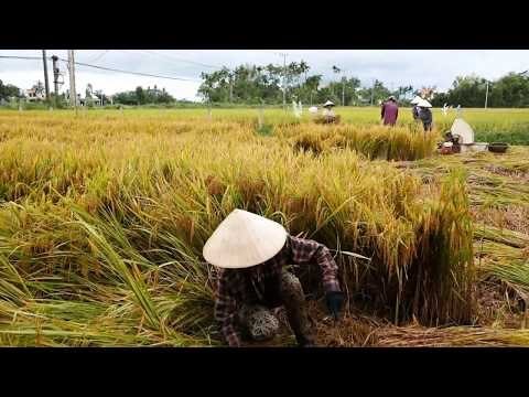 Biking On Cam Kim Island Near Hoi An