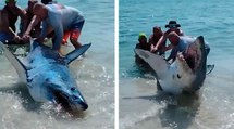 Dramatisches Video: riesiger Hai strandet an einem Strand in Florida und wird von Badegästen gerettet