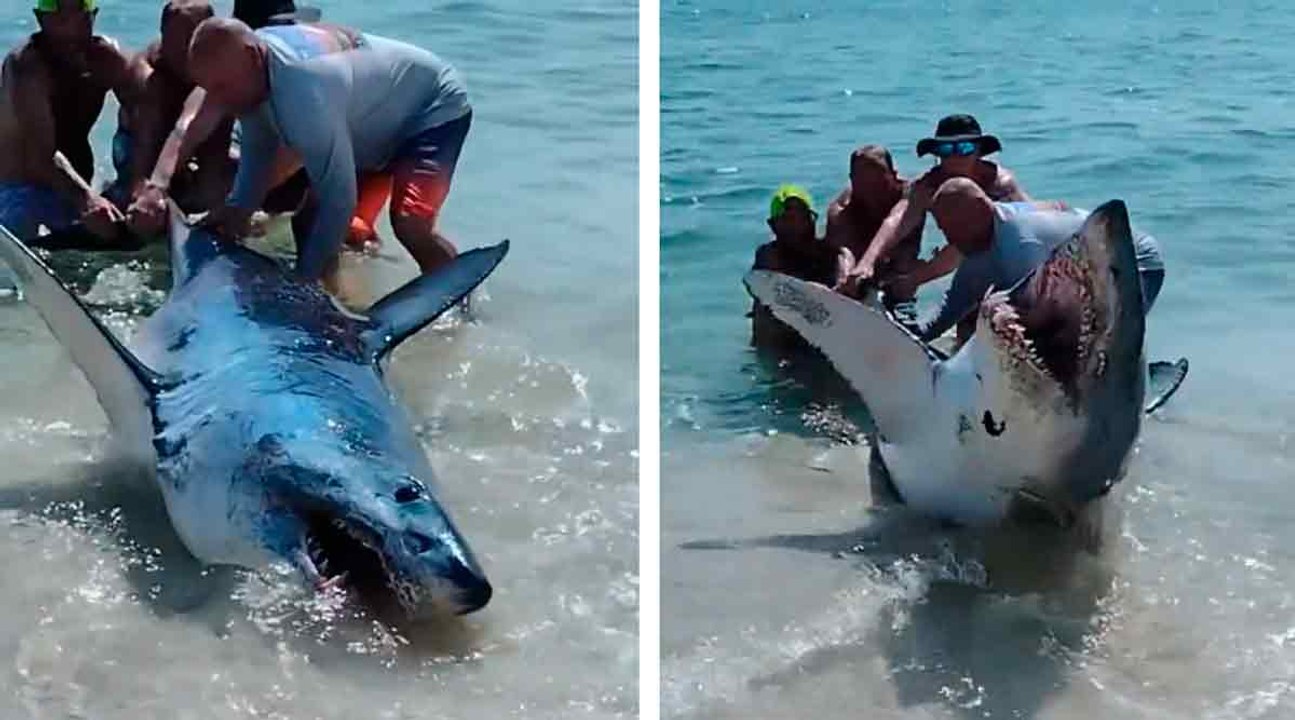 Dramatisches Video: riesiger Hai strandet an einem Strand in Florida und wird von Badegästen gerettet