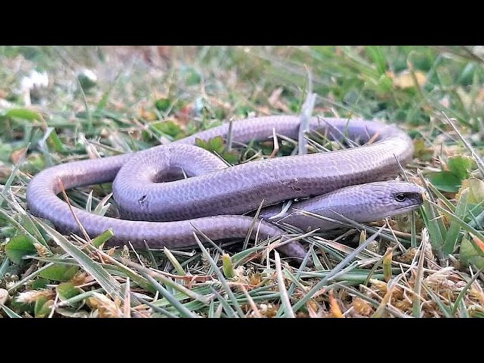 L’orvet : pourquoi il ne faut pas s’en prendre à cet animal ressemblant à un serpent ?