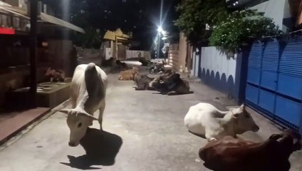वीडियो स्टोरीः राजधानी की इस कॉलोनी में हर रात लगता है पशुओं का मेला