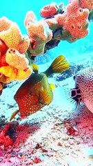 Underwater beauty of nature 4k videos | hd videos | Sea animals