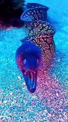 Aquarium hd videos | underwater beauty of nature | sea animals