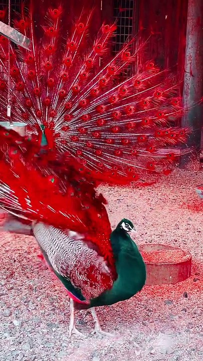 Aquarium coral reef fish | ocean underwater animal