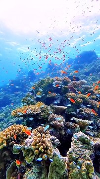 Aquarium Coral Reef Fish | beauty of nature underwater animal