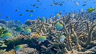 Aquarium 4k Videos | Underwater ocean beauty
