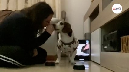 Dream, il Beagle "parlante" di Alessia che sta facendo ridere il web (Video)