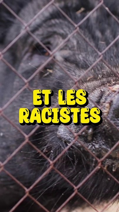 Les blagues sur les racistes !