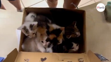 'Surprise of the day': Shelter staff discovers strange box in parking lot (video)