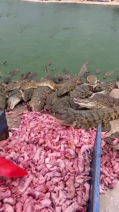crocodile breeding (Penangkaran Buaya)