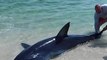 Watch: Florida beachgoers try to rescue giant Mako shark back into ocean by its tail as it thrashes around