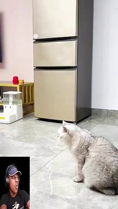 funny video, funny cat video playing basketball, very funny,funny video/snaakse video/video qesharake / አስቂኝ ቪዲዮ/āsik’īnyi vīdīyo/فيديو مضحك/ fidyu mudhik / զվարճալի տեսանյութ /zvarchali tesanyut’/ মজাৰ ভিডিঅ' / wali muspharkañ video / gülməli video / vid