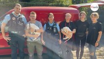 Alsace : la gendarmerie saisit 14 chiens qui vivaient dans des conditions terribles dans un élevage