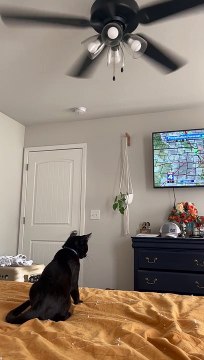 Black Cat Mimics Spinning Ceiling Fan