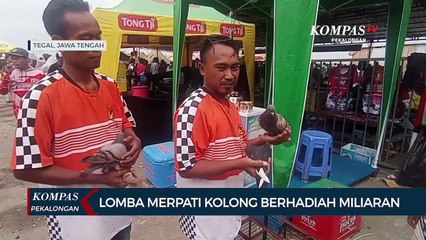 Merpati Rubicon Juara Lomba Kolong Sejuta Umat, Ini Rahasianya!