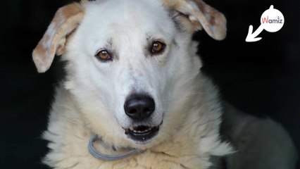 Après 9 ans passés au refuge, ce chien très timide a enfin trouvé une famille