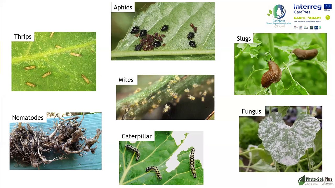 Webinaire CarNet’Adapt : Approches naturelles de la protection des cultures et de la conservation des sols 