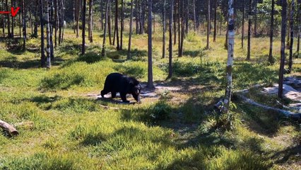 Bear Discovered at Disney World’s Magic Kingdom in Orlando Forcing Closure of Many Attractions