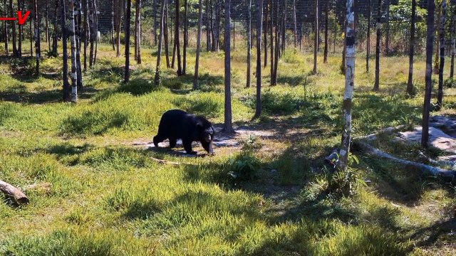 Bear Discovered at Disney World’s Magic Kingdom in Orlando Forcing Closure of Many Attractions